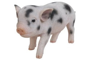 Pink Pig with blackheads