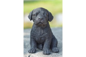 Labrador Noir