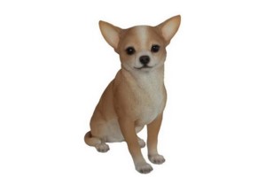 Beige Chihuahua