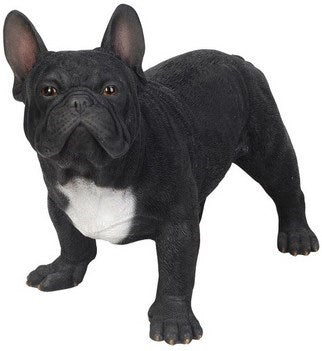 Black Franch Bulldog
