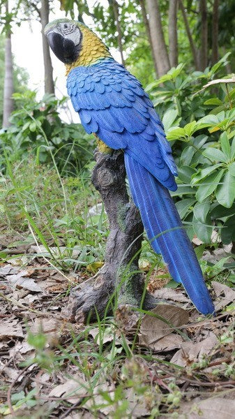Perroquet Bleu