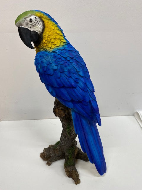 Perroquet Bleu